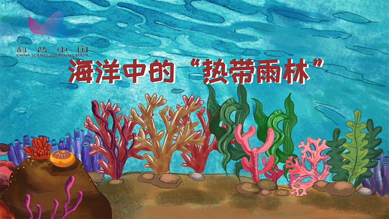 海洋中的&ldquo;热带雨林&rdquo;